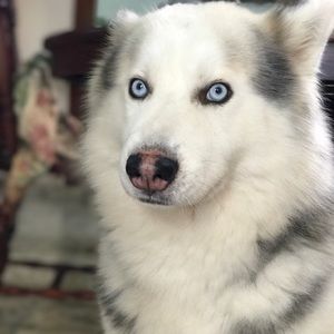 Meet your Posher, Diolis